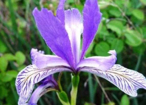 Wild Blue Iris Flower Seeds - 25 Fresh Iris versicolor Perennial Seeds for Wet Areas & Pollinator Gardens