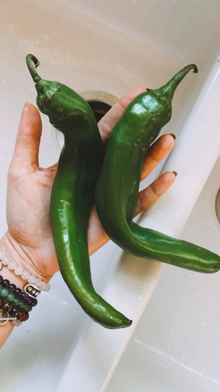 Texas Hatch Chile Pepper Seeds - Organic Non-GMO Edible Garden Fruit for Home Gardening, Capsicum annuum, 25 Seeds