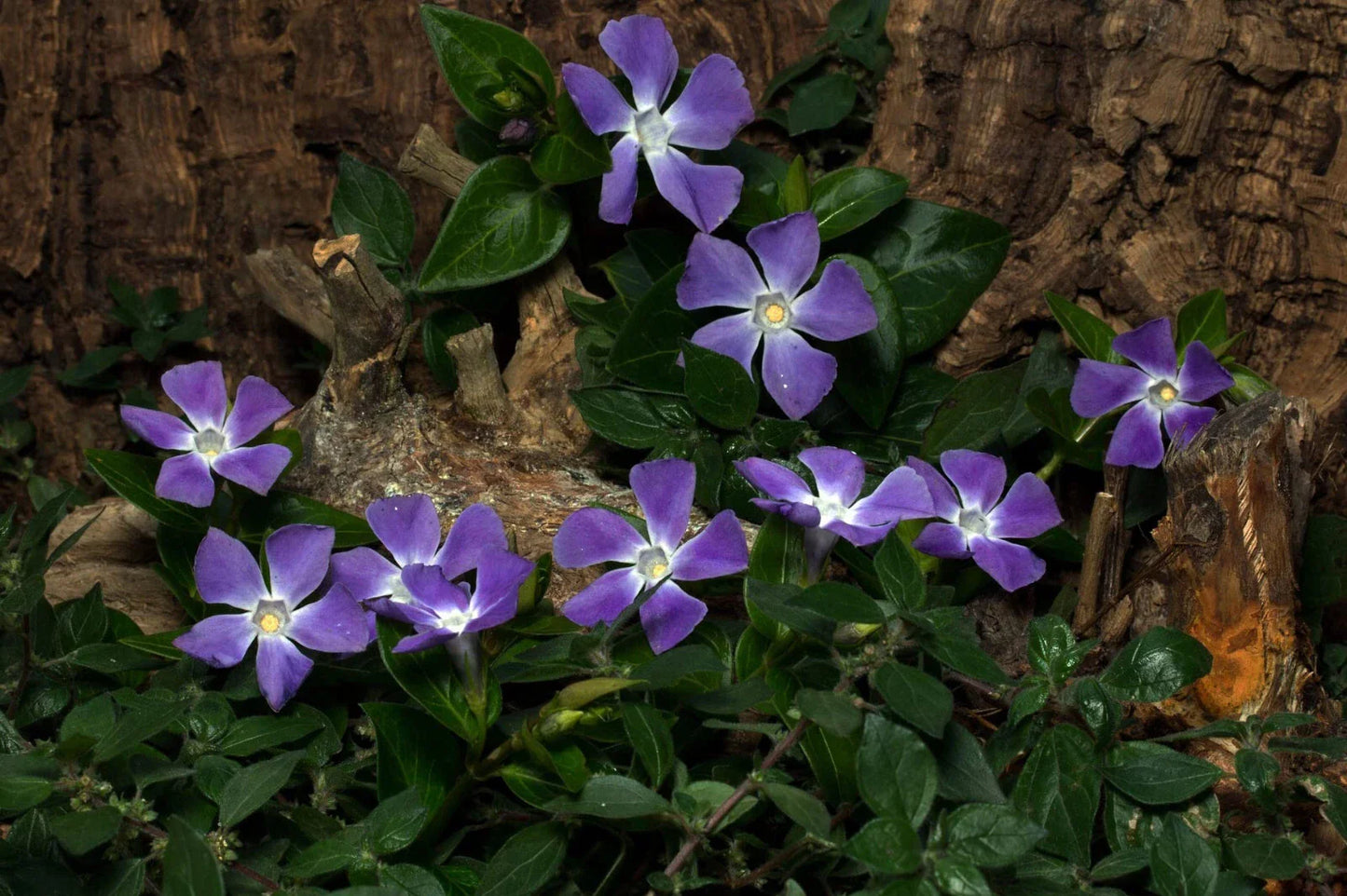 Vinca Vine Rooted Cuttings 10 Perennial Evergreen Ground Cover Creeping Myrtle Vinca minor