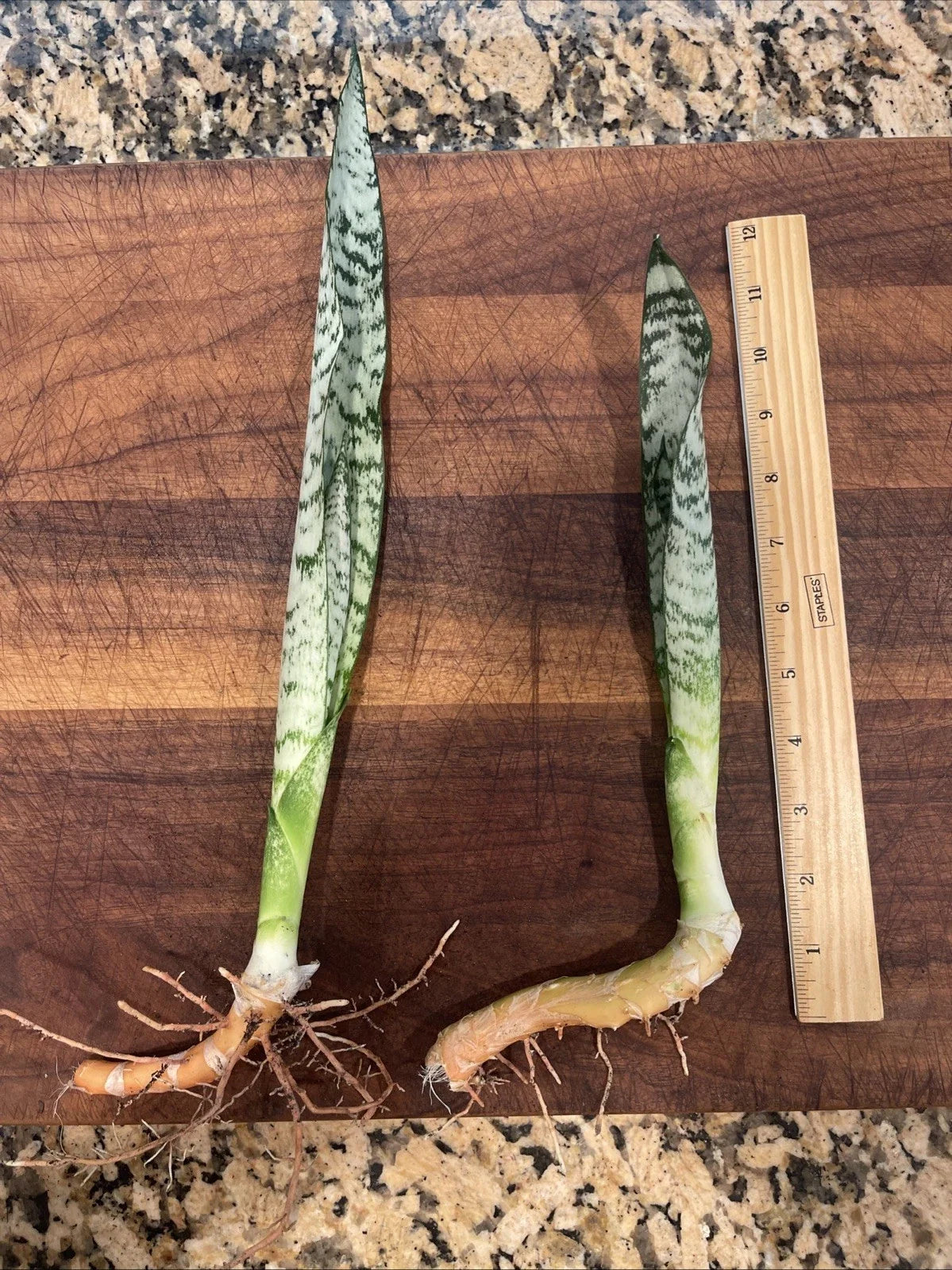 2 Sansevieria Zeylanica Snake Plants - Rooted Indoor Houseplants, 12-Inch Mother-in-Law's Tongue