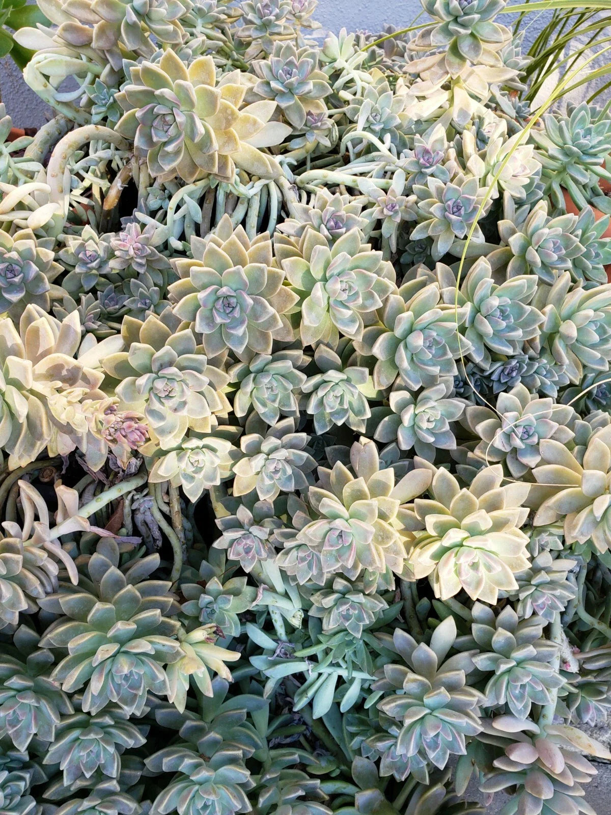 Succulent Cuttings Pack – Ghost Plant & Darley Sunshine, Propagation Leaves & Fresh Cuttings, Graptopetalum paraguayense & Sedum adolphii