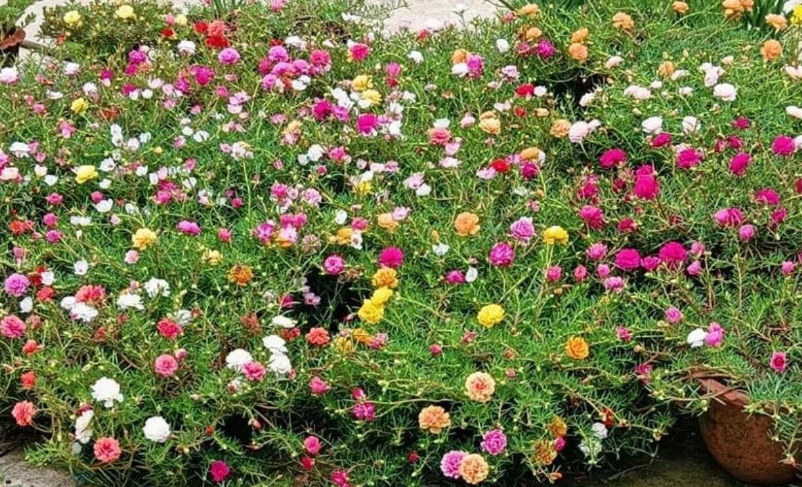 Mixed Moss Rose Seeds - Portulaca Grandiflora Ground Cover, Colorful Blooming Seeds, Drought-Tolerant, 1000+ Seeds