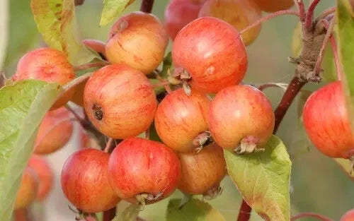 Evereste Crabapple Seeds - Malus 'Evereste' Deciduous Tree for Garden Planting, 25+ Pack, Free Shipping