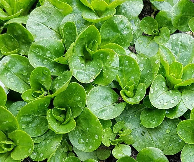 Dutch Corn Salad Seeds - 200+ Broad Leaved Mache, Lamb's Lettuce - Heirloom, Organic, Non-GMO