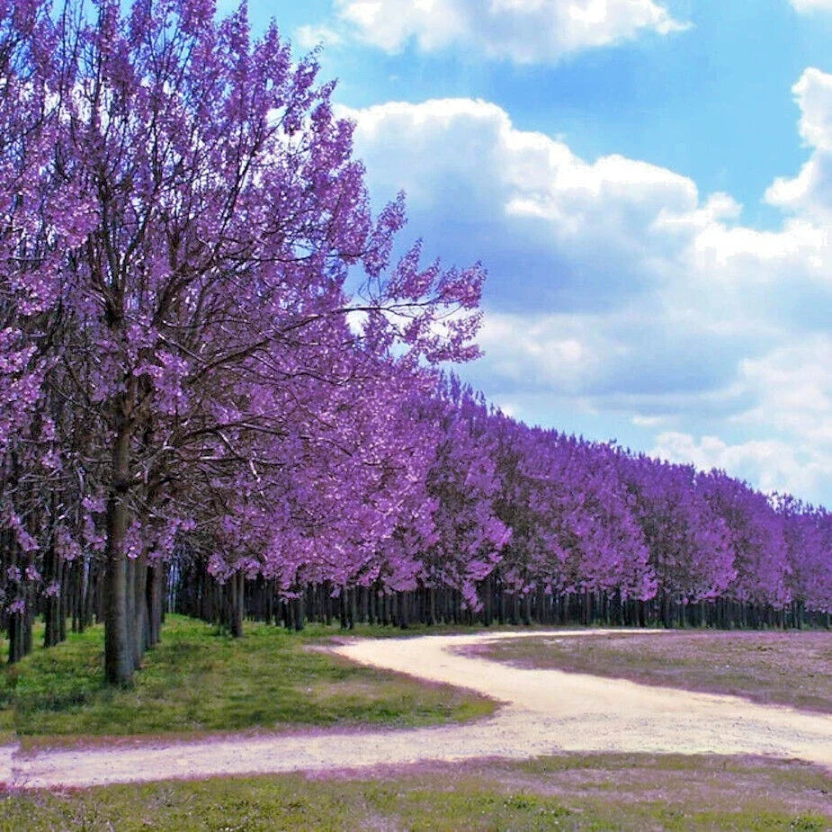 Royal Empress Seeds - 100 Pack - Fast Growing Tree - Paulownia tomentosa - Ornamental, Shade, Reforestation