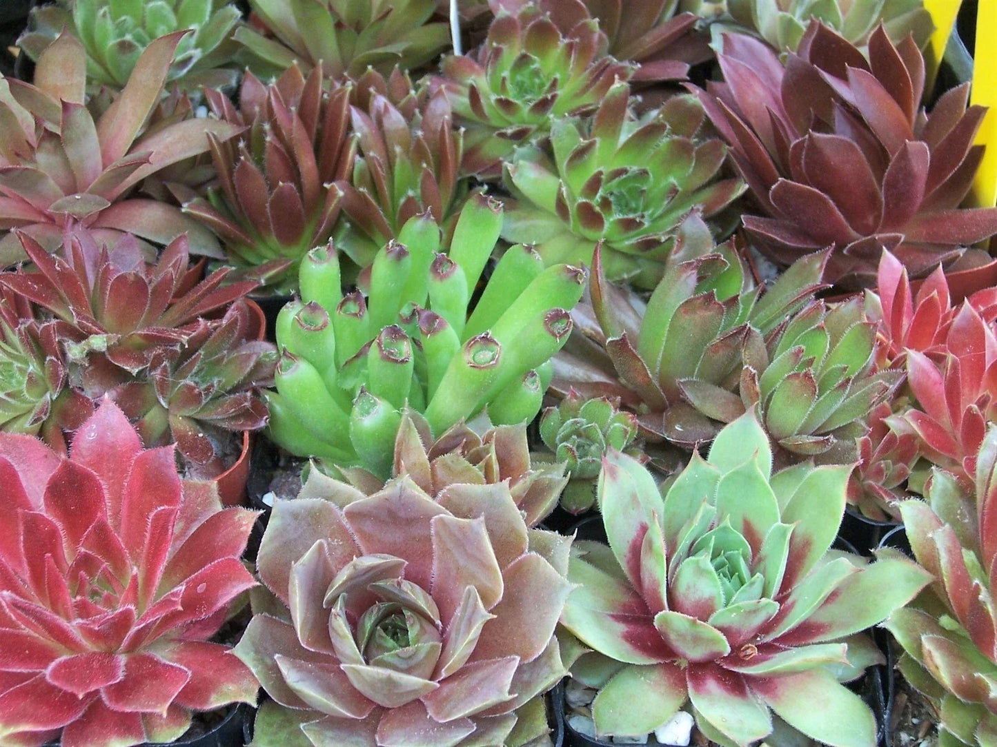 Rooted Sempervivum Hen & Chicks Succulent Plants - 10 Varieties in 2" Pots, Drought-Tolerant, Rock Garden, Indoor & Outdoor