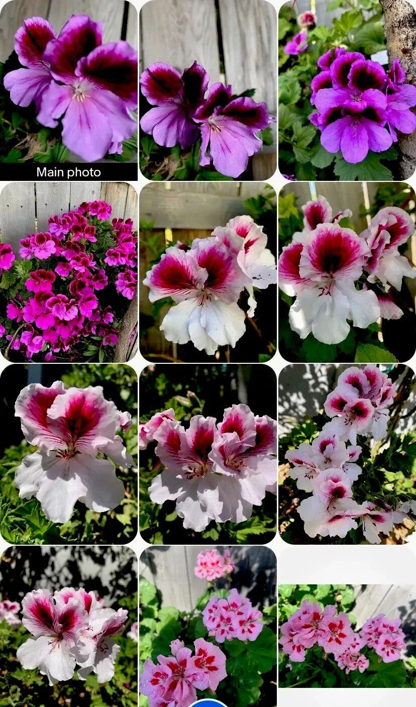 Live Geranium Plants - 8 Inch Tall Perennials in 3 Varieties Pelargonium spp. for Garden & Container