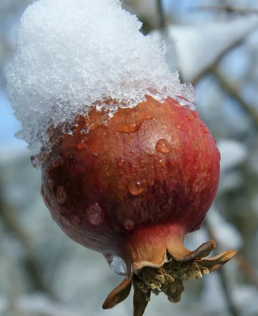 Afganski Russian Pomegranate Plants - 2 Live Punica granatum - Hardy Fruit-Bearing Shrubs