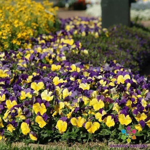 Matrix Morpheus Pansy Seeds - 200+ Pack, Vibrant Viola Flowers for Garden, Annual, Full Sun, Well-Draining Soil, USA Grown