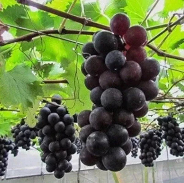 Kyoho Jufeng Grape Seeds - Rare Vitis vinifera Pack of 5+ for Home Gardening, Vineyards, Large Juicy Grapes, Easy to Grow