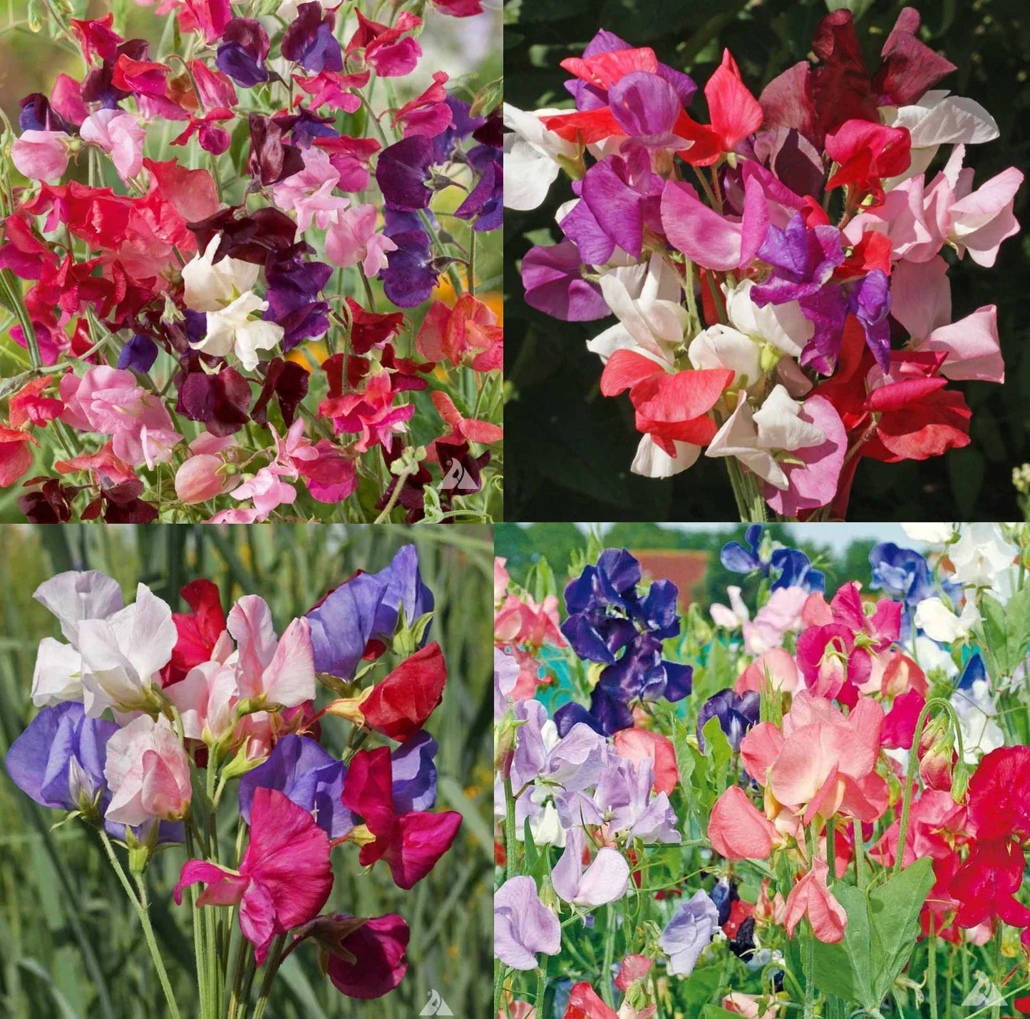 Sweet Pea Mix Seeds - Fragrant Climbing Vine - Non-GMO - 100 Seeds