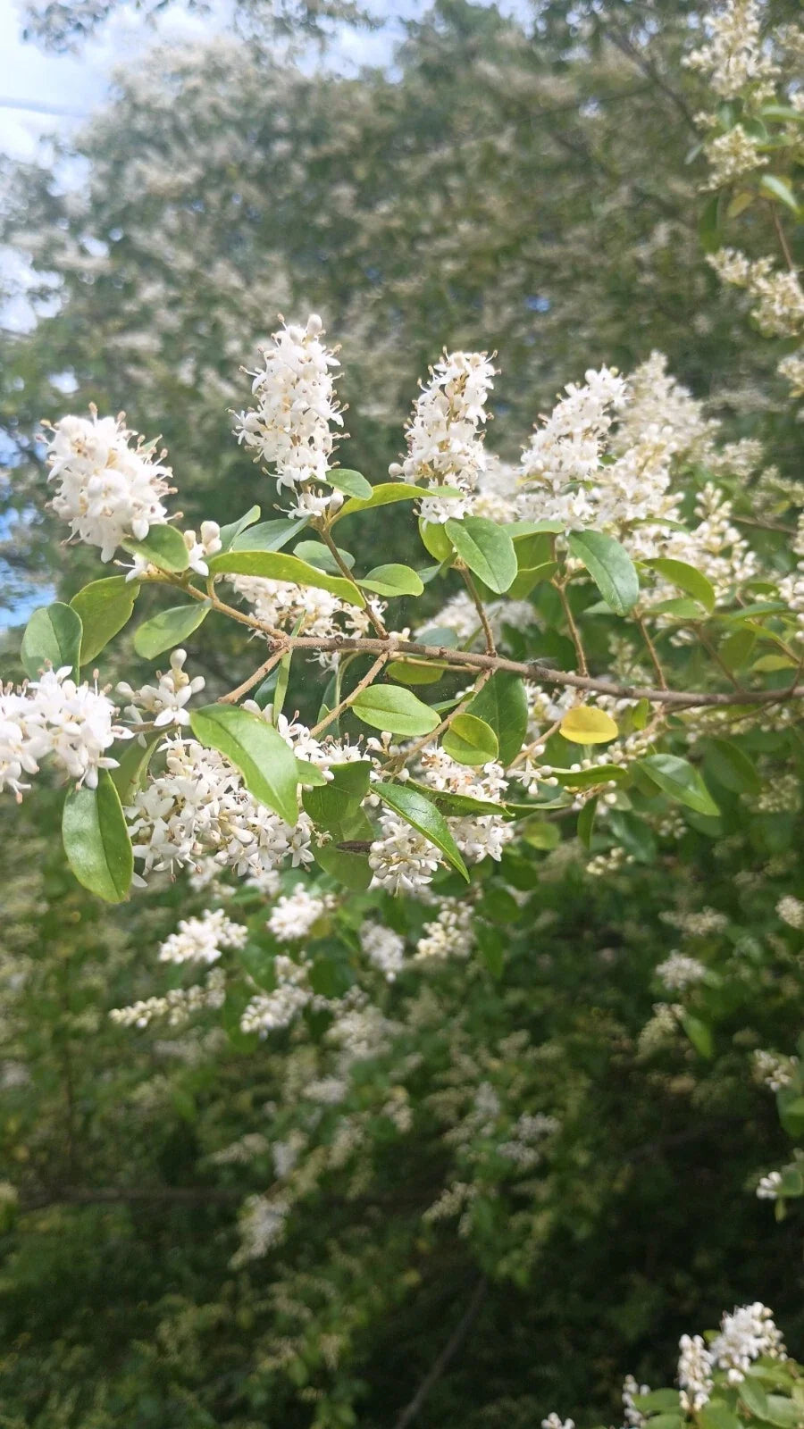 Unrooted Plant Cuttings – Chinese Privet Hedge Bush, Ligustrum sinense, Fresh Green Foliage, Gardening Supplies