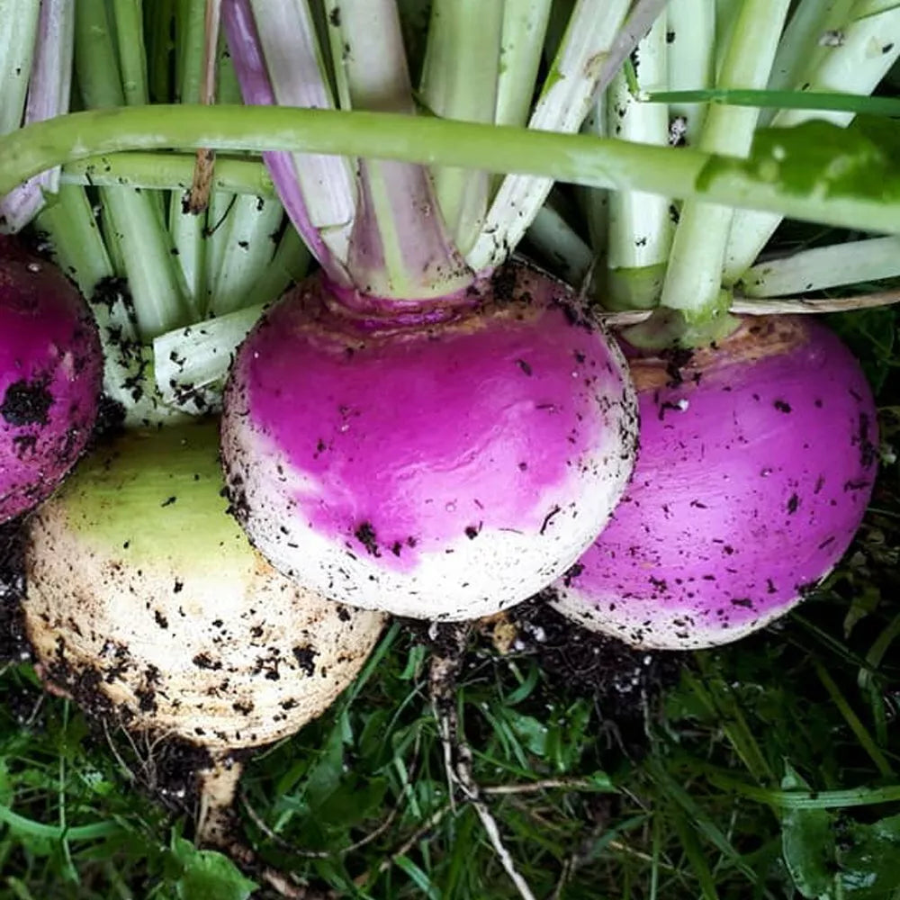 Purple Top White Globe Turnip Seeds - Non-GMO Brassica rapa var. rapa, Compact, Edible Roots, 1 Ounce