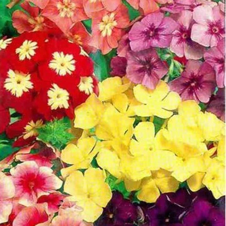 Dwarf Mix Phlox Seeds - Perennial Flower Seeds for Butterfly Gardens - Phlox subulata - 50 Pack
