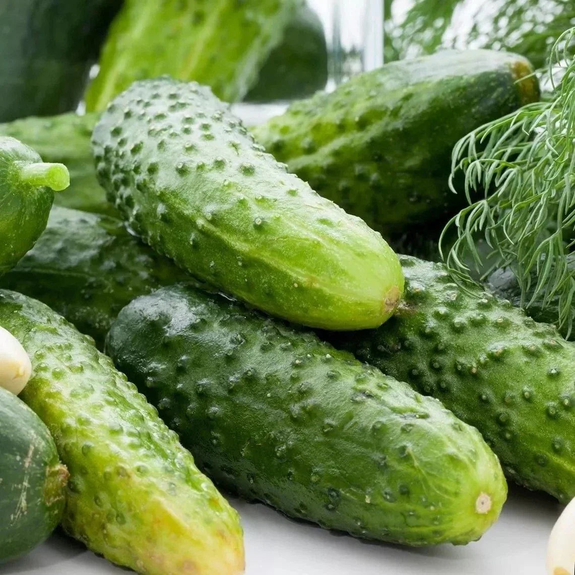 25+ Boston Pickling Cucumber Seeds - Non-GMO Heirloom Cucumis sativus
