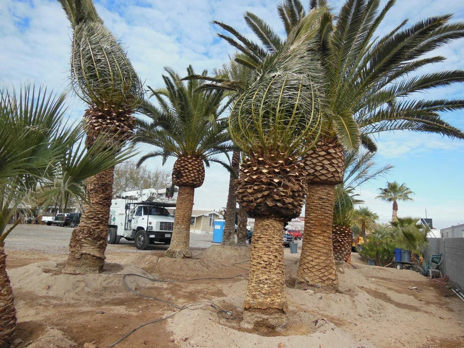 Canary Island Date Palm Plants 13-15" Tall | Pineapple Palm, Phoenix Canariensis, Tropical Indoor Outdoor Garden Pair