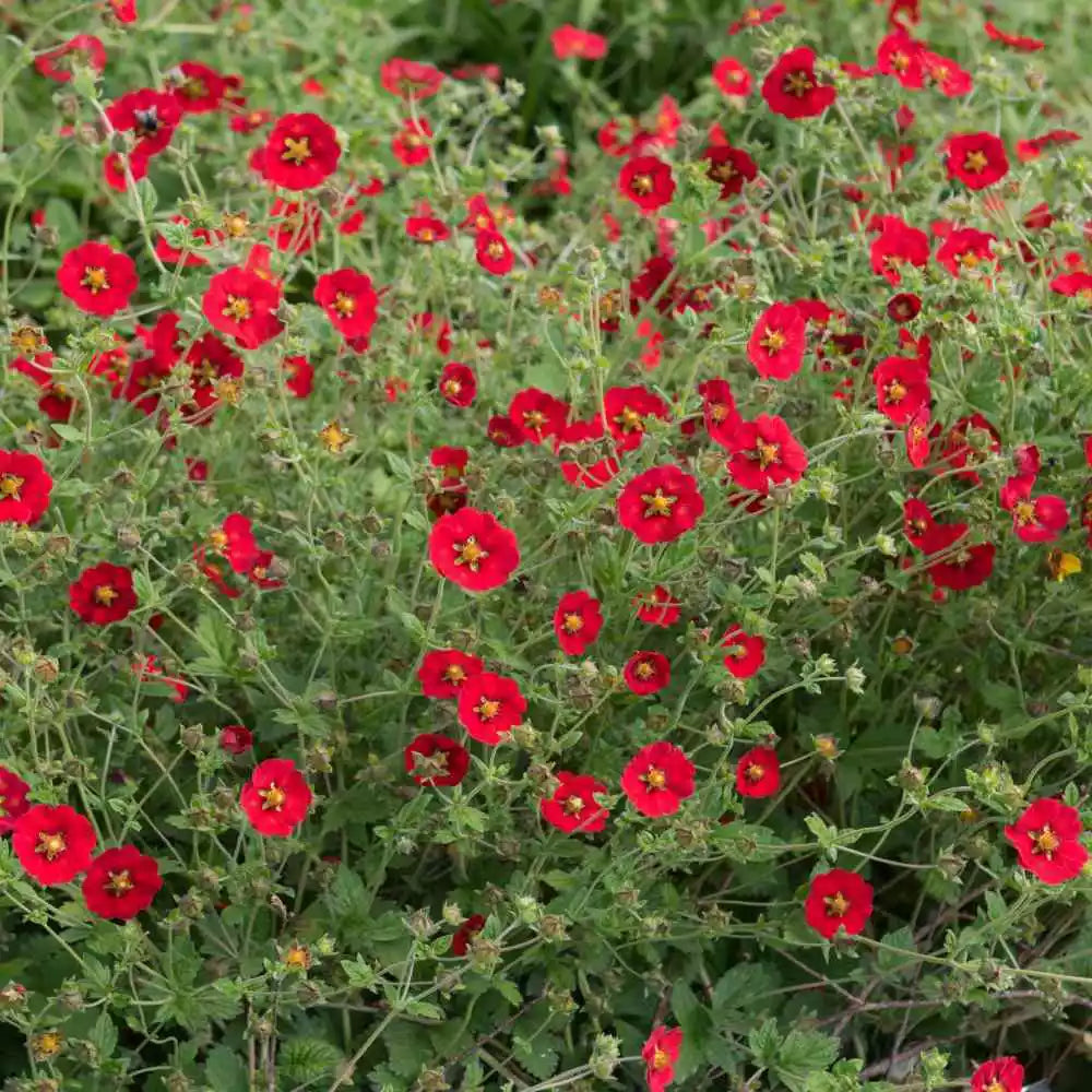 Scarlet Cinquefoil Seeds | 1000 Red Flower Perennial Seeds for Pollinators | Potentilla recta