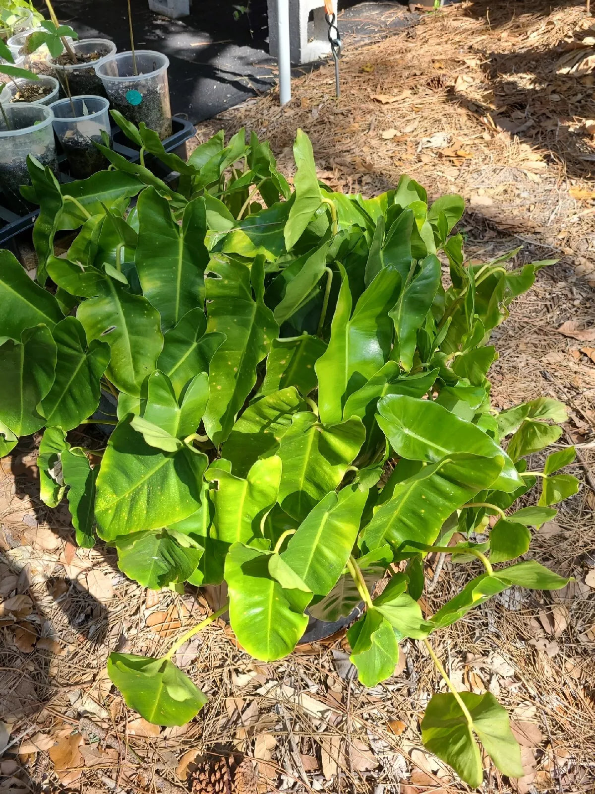 Philodendron 'Burle Marx' Live Plant Cutting - Indoor Houseplant, 5-7 Inches, Variegated Tropical Foliage