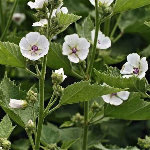 Marshmallow Seeds - 50 Count Althaea officinalis Herbal Plant Seeds for Gardening