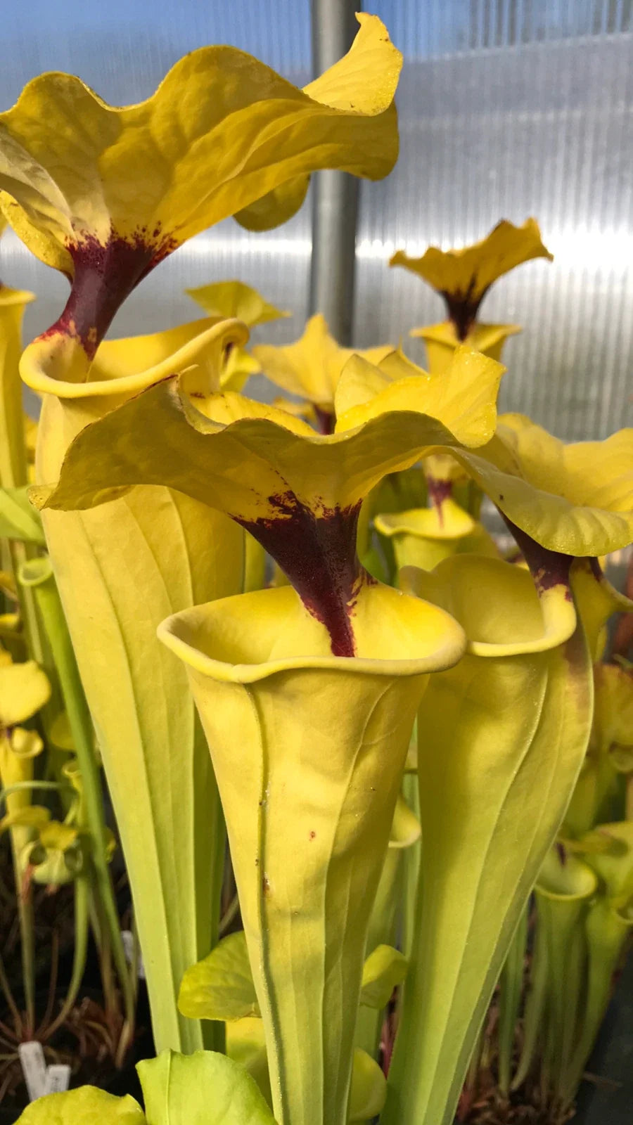 Sarracenia Seedling 4-inch Pot Purple Pitcher Plant Hybrid Carnivorous Plant Sarracenia rubra x flava