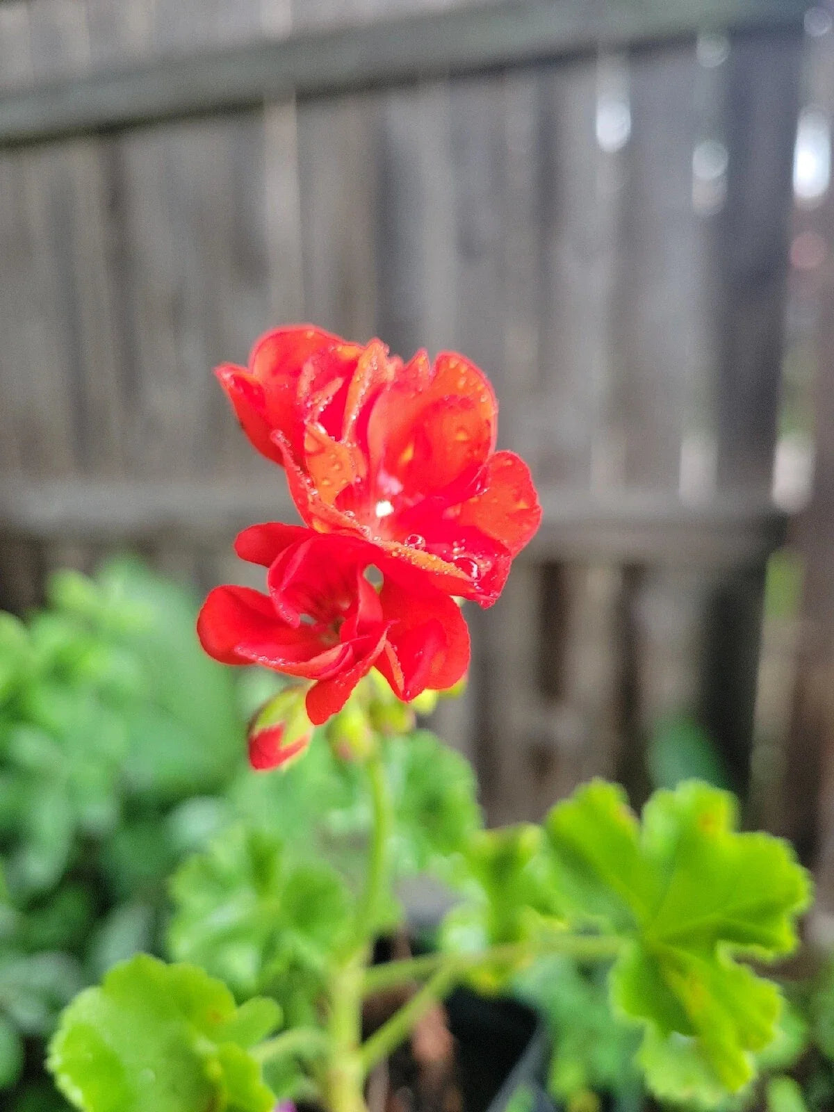 Organic Red Geranium Live Plant - 2 Inch Pot Pelargonium hortorum Full Plant for Indoor & Outdoor Gardens