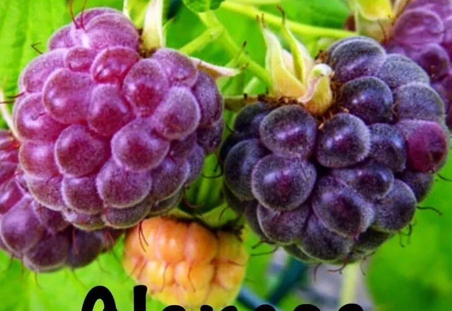 Glencoe Thornless Raspberry Plants – 2 Pack Live Rubus idaeus Fruit Garden Plants for Home & Container Gardening