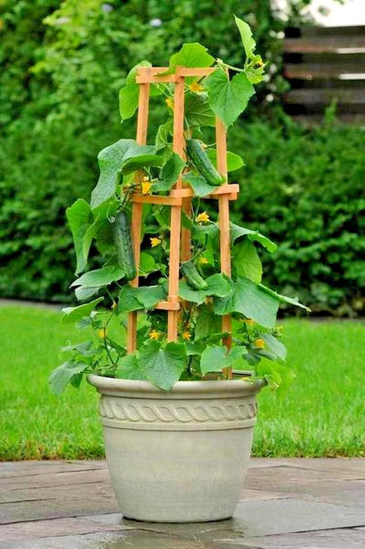 Bush Cucumber Seeds - 36+ Spacemaster Variety for Containers & Hanging Baskets - Cucumis sativus
