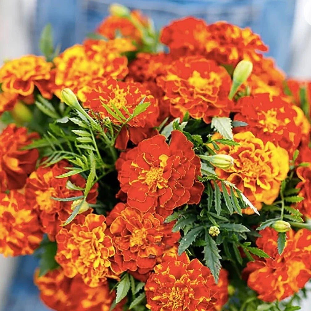 French Marigold Seeds Sparky Mix - Heirloom Non-GMO Tagetes patula Seed Pack for Gardens & Containers