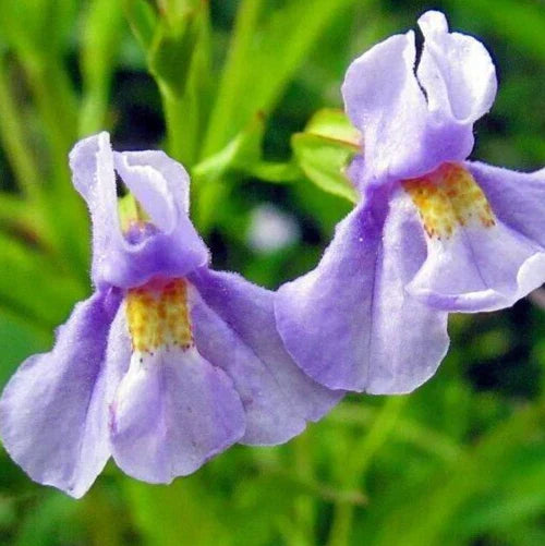 Monkey Flower Seeds 300+ 'Allegheny' Perennial Wildflower (Mimulus ringens) Native Garden Plant