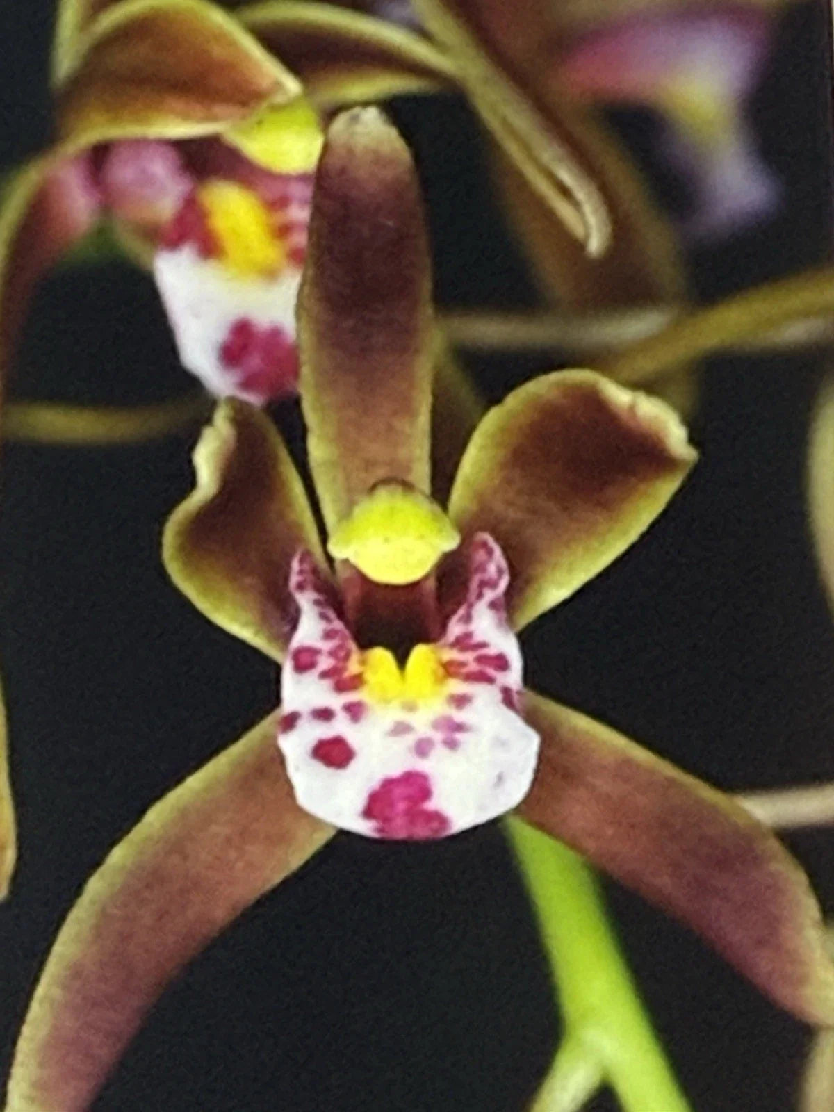 Cymbidium Orchid Bare Root Bulb - Darjeeling Variety, Exotic Flowering Houseplant for Indoor Decor