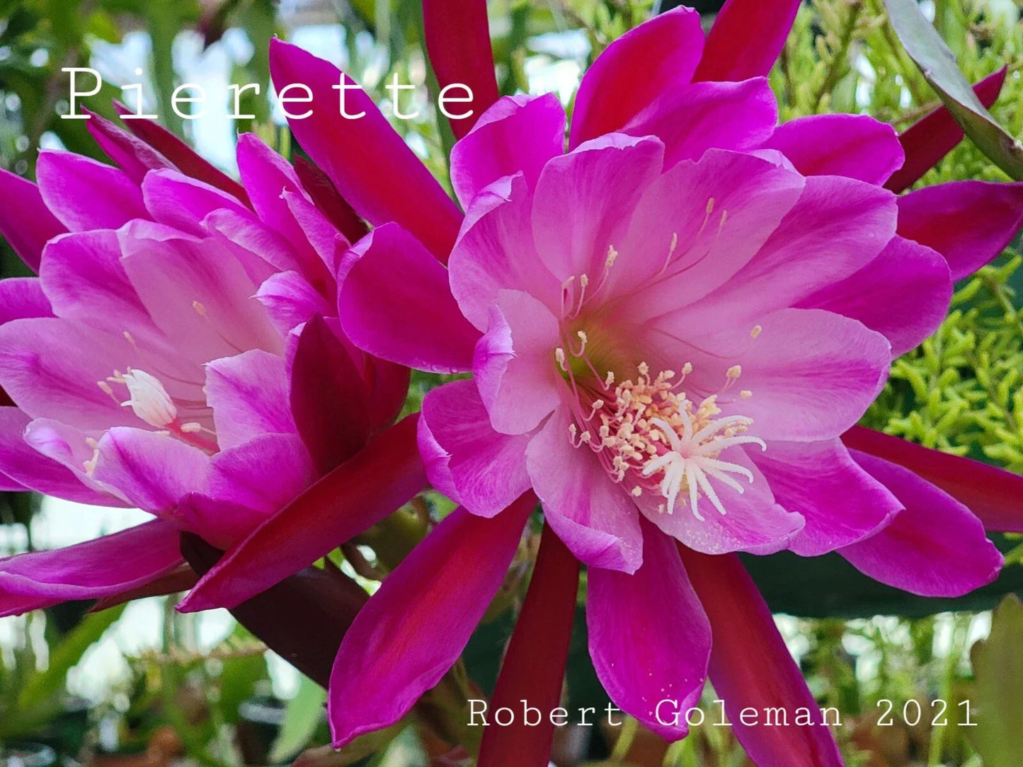 Epiphyllum 'Pierette' Unrooted Cutting - Rare Orchid Cactus for Propagation, Exotic Houseplant, Pink to Peach Blooms