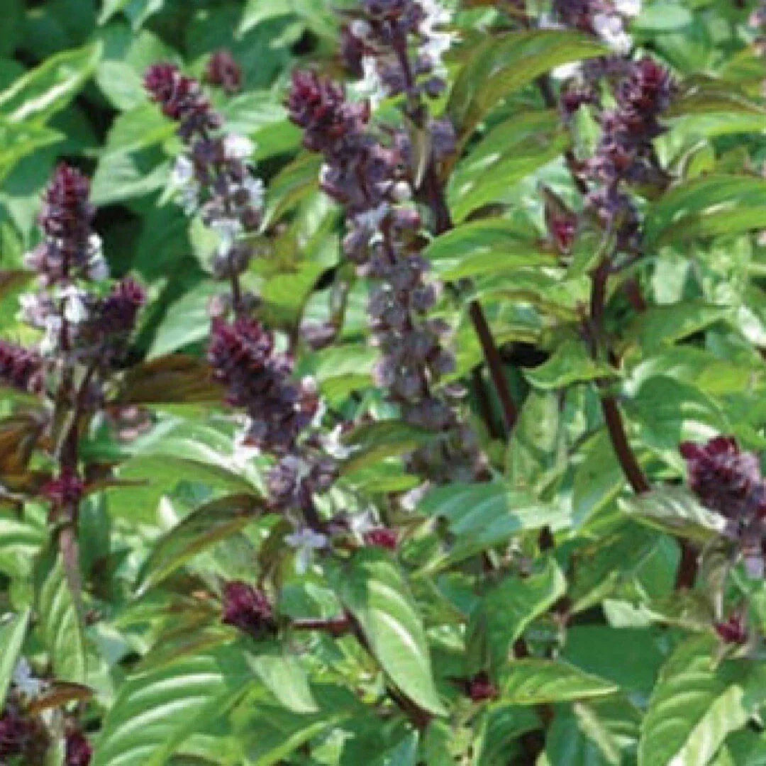 Basil Seeds 500+ Heirloom Cinnamon Ocimum basilicum - Non-GMO Organic