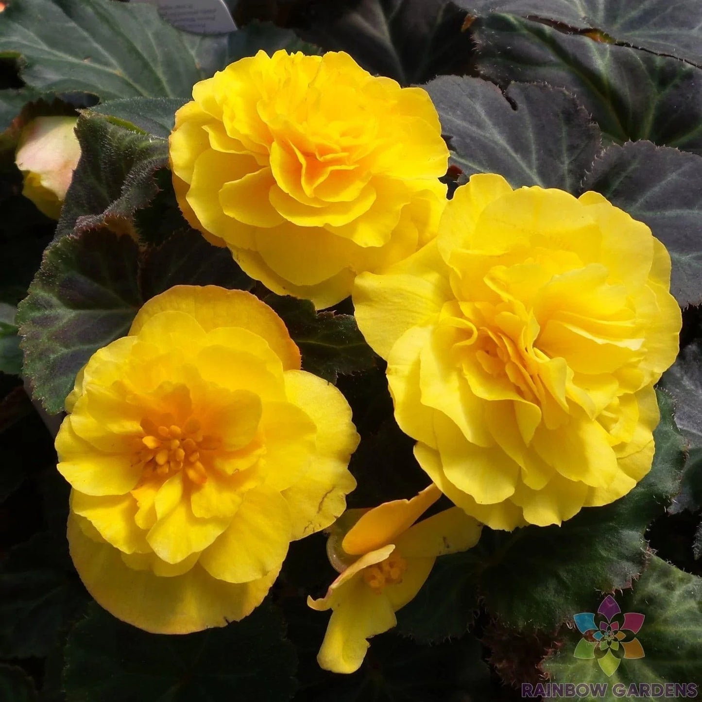 Mocca Yellow Begonia Seeds – 25+ Pack for Garden & Indoor Planting – Begonia x tuberhybrida Seed Collection