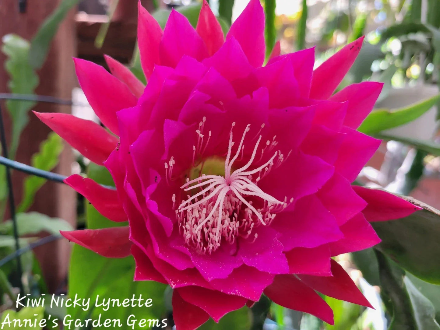 Kiwi Nicky Lynette Epiphyllum Unrooted Cuttings 8-10 Inches - Succulent Plant for Propagation