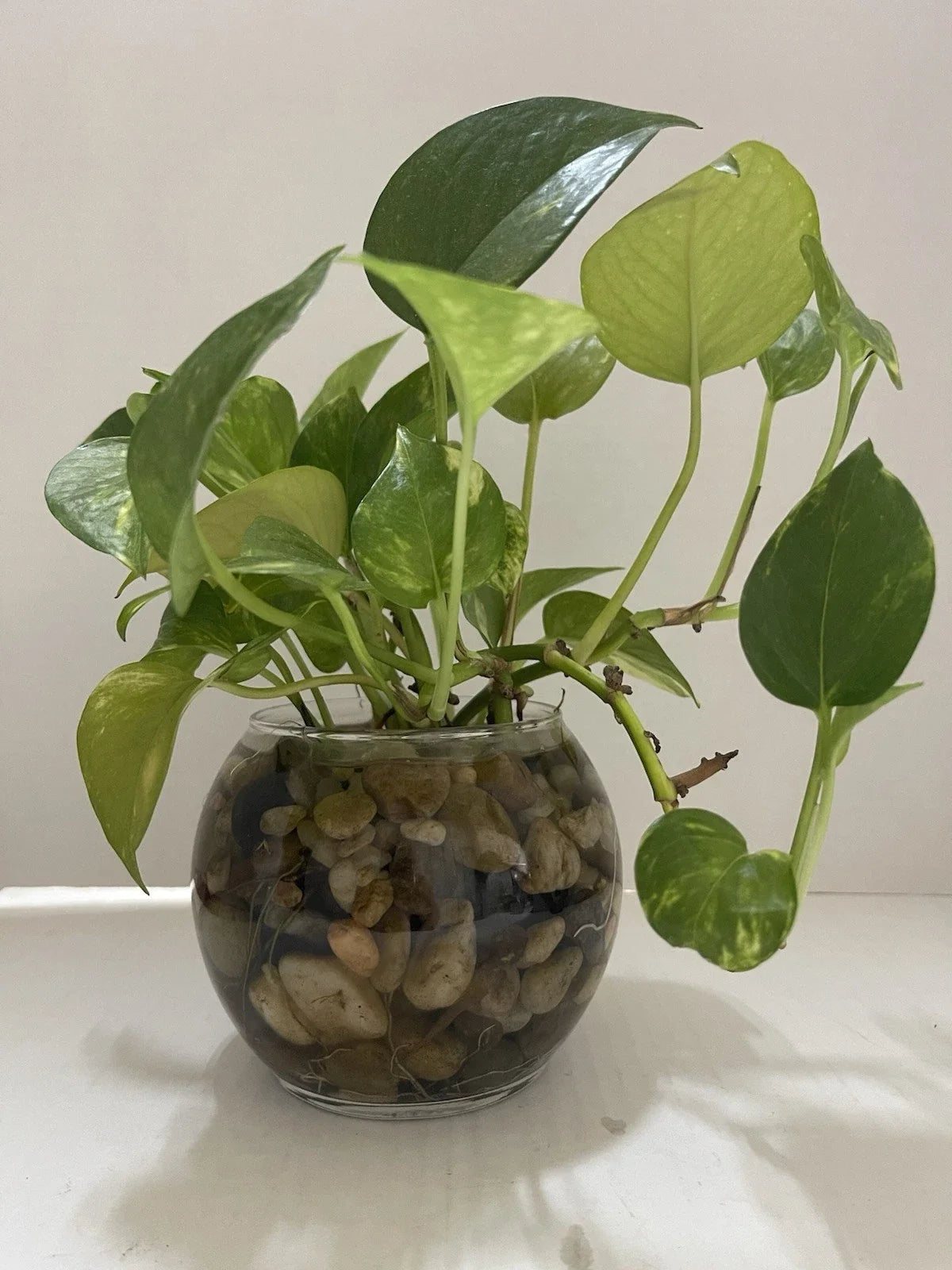 Pothos Indoor Live Plant Cuttings 7-10in, Well-Rooted Epipremnum aureum, Water Propagation, Trailing Vine, 3 Pack