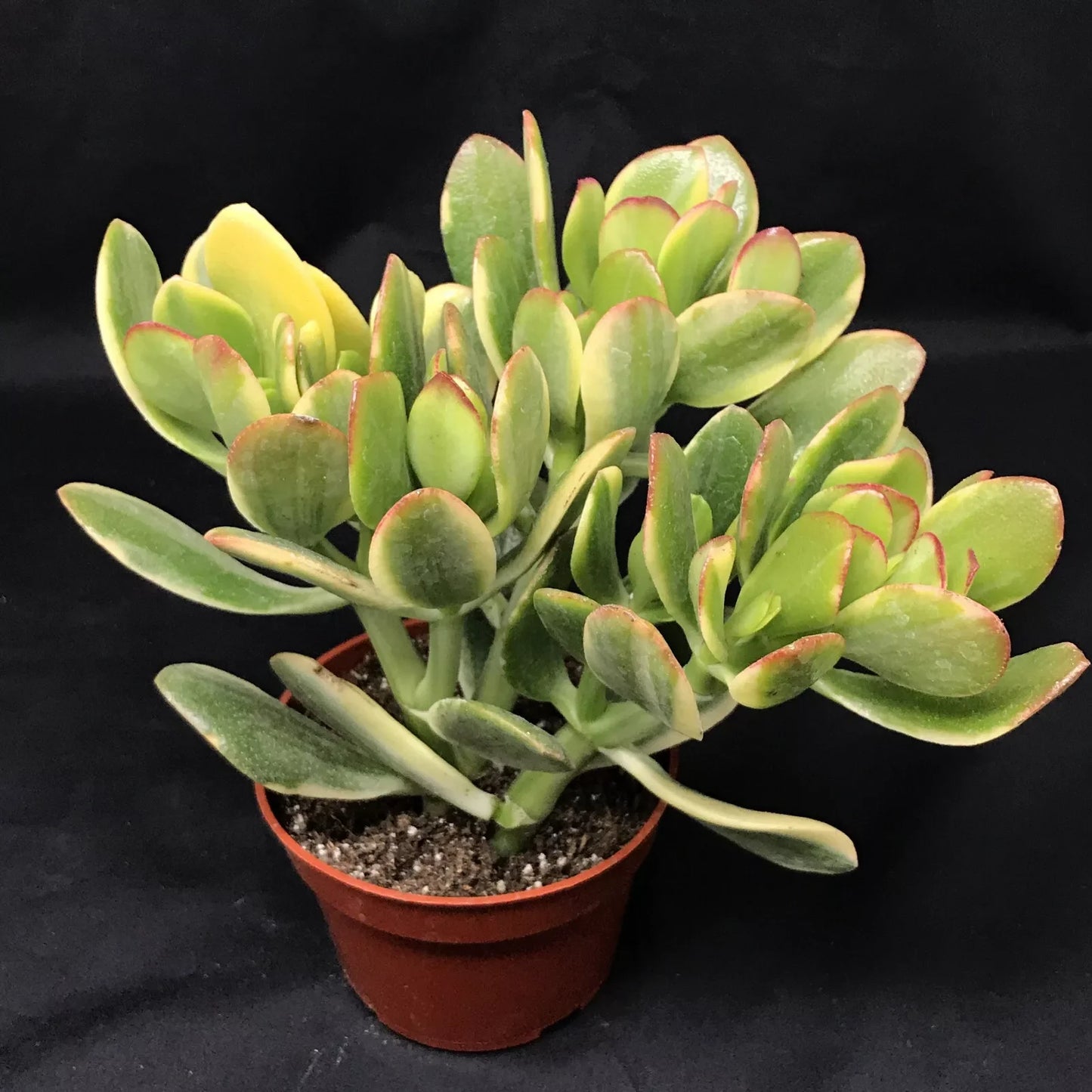 Jade Lemon & Lime Plant Starters - Rooted 4-6 Inches, Citrus Crassula ovata 'Lemon & Lime' Indoor Outdoor Gardening