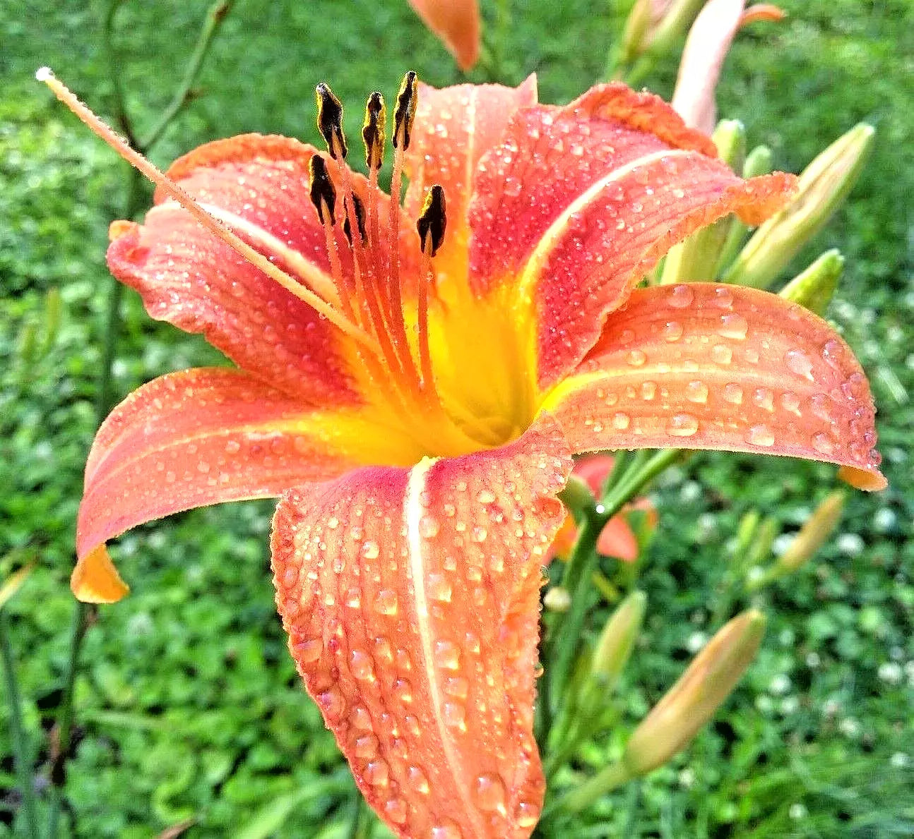 Daylily Roots Bulbs 15 Pack Orange Hemerocallis spp. Perennial Garden Plants
