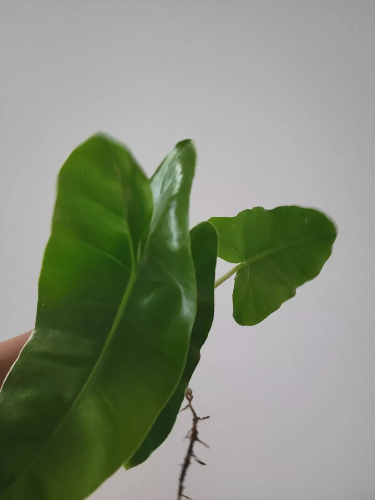 Burle Marx Philodendron Cutting - Philodendron burle-marxii Live Indoor Plant