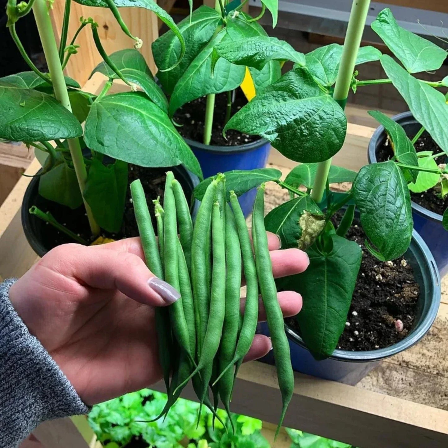 Organic Bush Beans Seeds - 50pcs Non-GMO Heirloom Phaseolus vulgaris for Garden