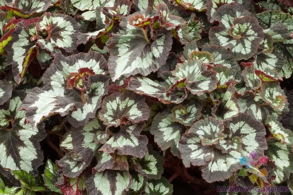 China Curl Begonia Seeds - 25+ Packets for Garden Planting - Begonia x tuberhybrida - Vibrant Blooms for Outdoor & Indoor Gardens