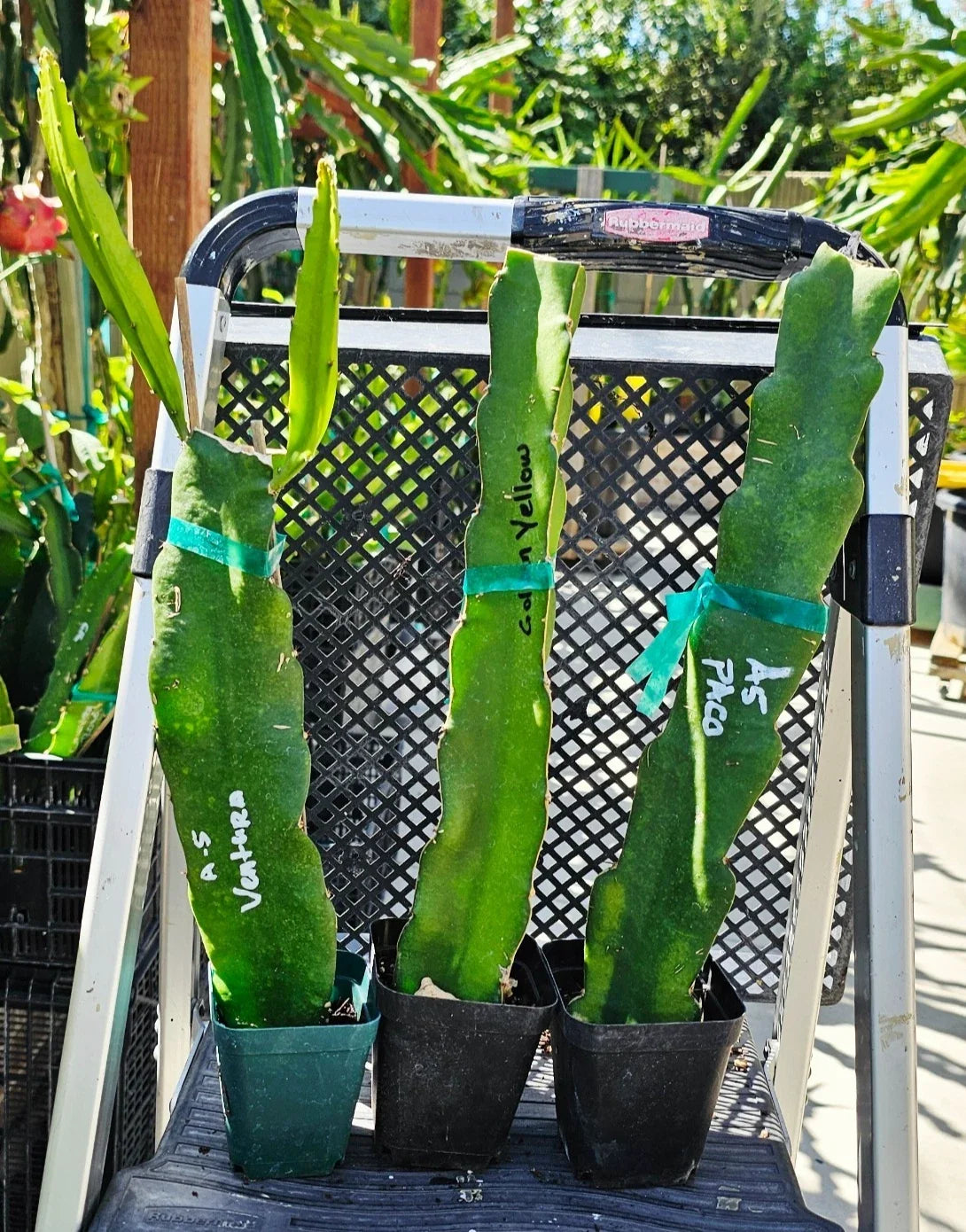 Rooted Dragon Fruit Cuttings 12-16 Inches | Over 20 Varieties Hylocereus spp. for Garden & Container Planting