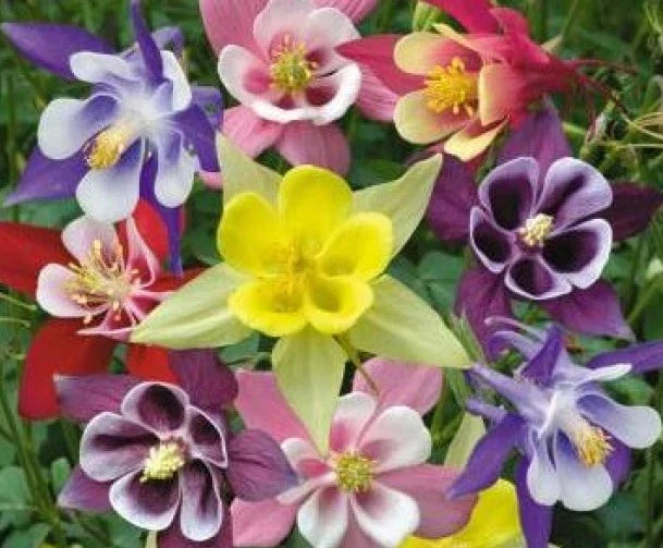 Columbine Seeds - McKana Mix - 50 Fresh Aquilegia caerulea Garden Flower Seeds for Borders & Containers
