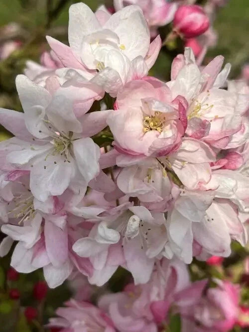 Snowcloud Crabapple Seeds - 25 Pack for Garden Planting, Malus 'Snowcloud', Deciduous Tree, Spring Blooms, Wildlife Habitat