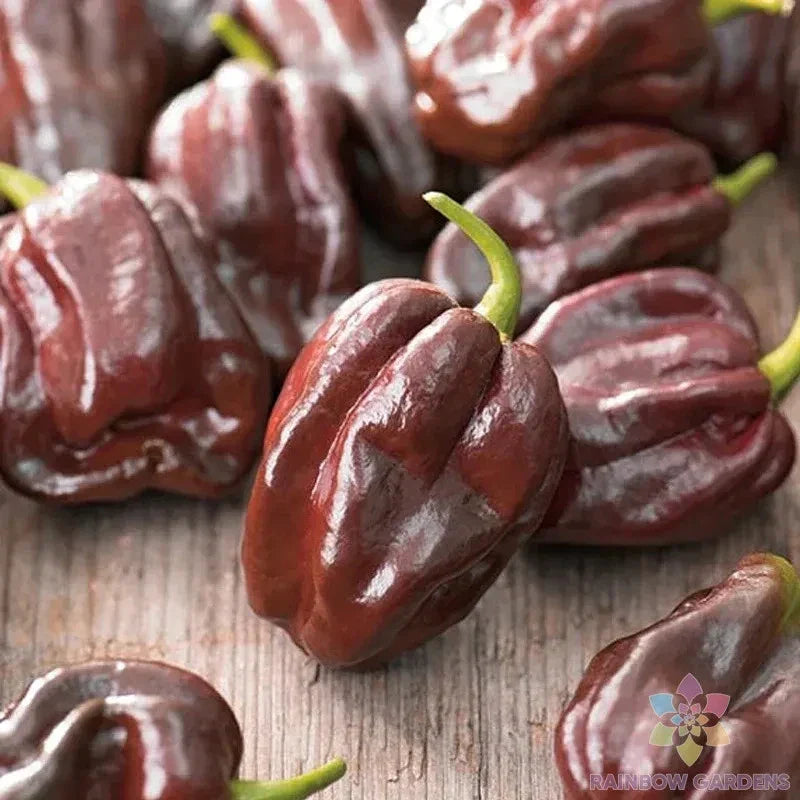 Chocolate Habanero Hot Pepper Seeds - 25+ Pack - Capsicum chinense - Heirloom Variety