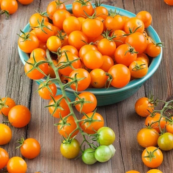 Sungold Tomato Seeds - F1 Non-GMO Heirloom Cherry Tomato Seeds for Home Garden, Container, and Raised Bed Cultivation