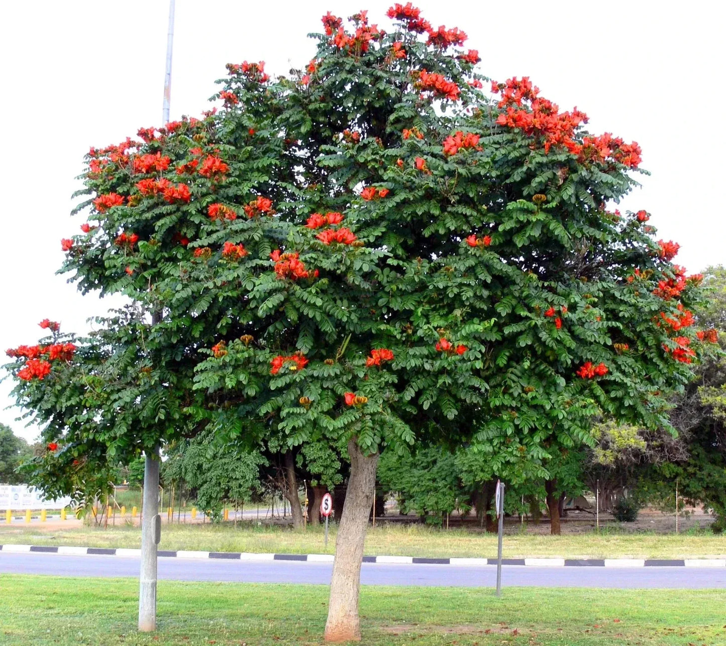 African Tulip Magnolia Seeds - Spathodea campanulata Tropical Flowering Tree