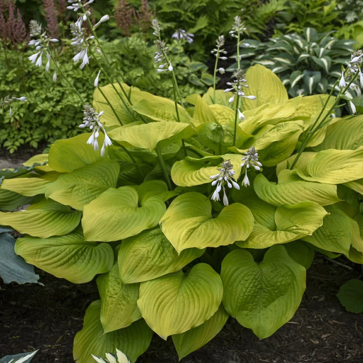 Hosta Age of Gold Perennial Shade Plant in 5.25" Pot – Vibrant Golden Foliage for Gardens