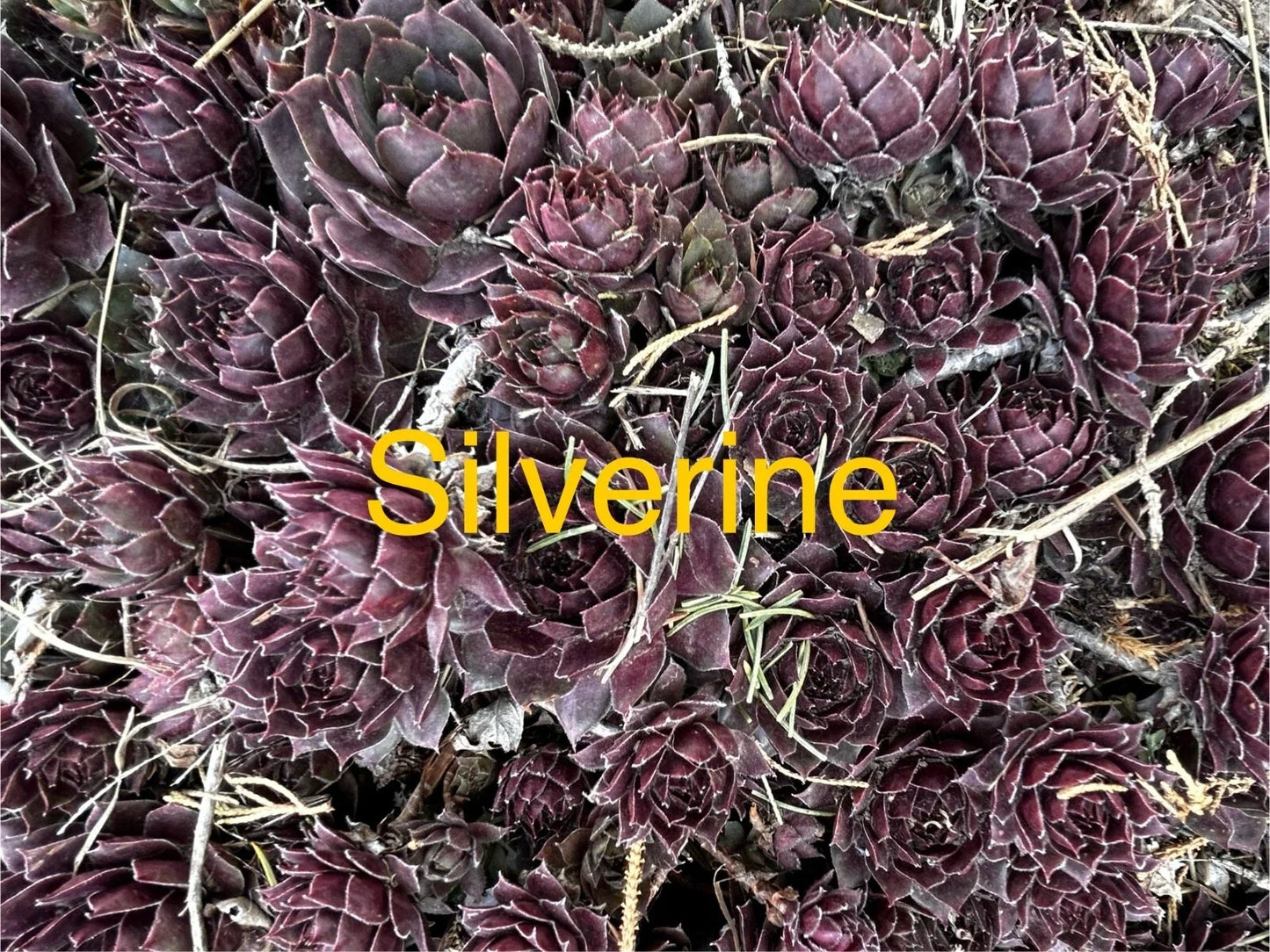 Silverine Hens and Chicks Succulents - 10 Live Sempervivum Hardy Perennials for Zones 4-8, Rock Gardens & Pots