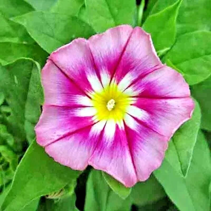 Morning Glory Seeds - Dwarf Rose Hummingbird Mix, Tricolor Flowers, Ipomoea purpurea, Vining Plant, 30 Seeds