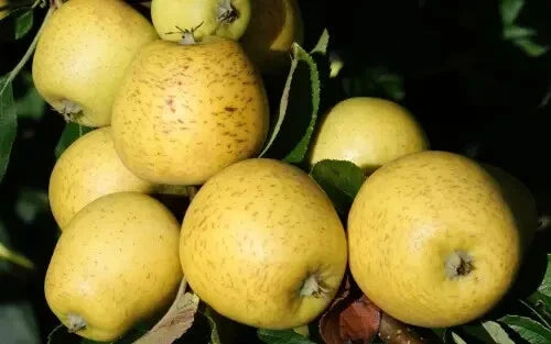 Pitmaston Pine Apple Seeds - 25+ Heirloom Fruit Seeds for Garden Planting - Ananas comosus - USA